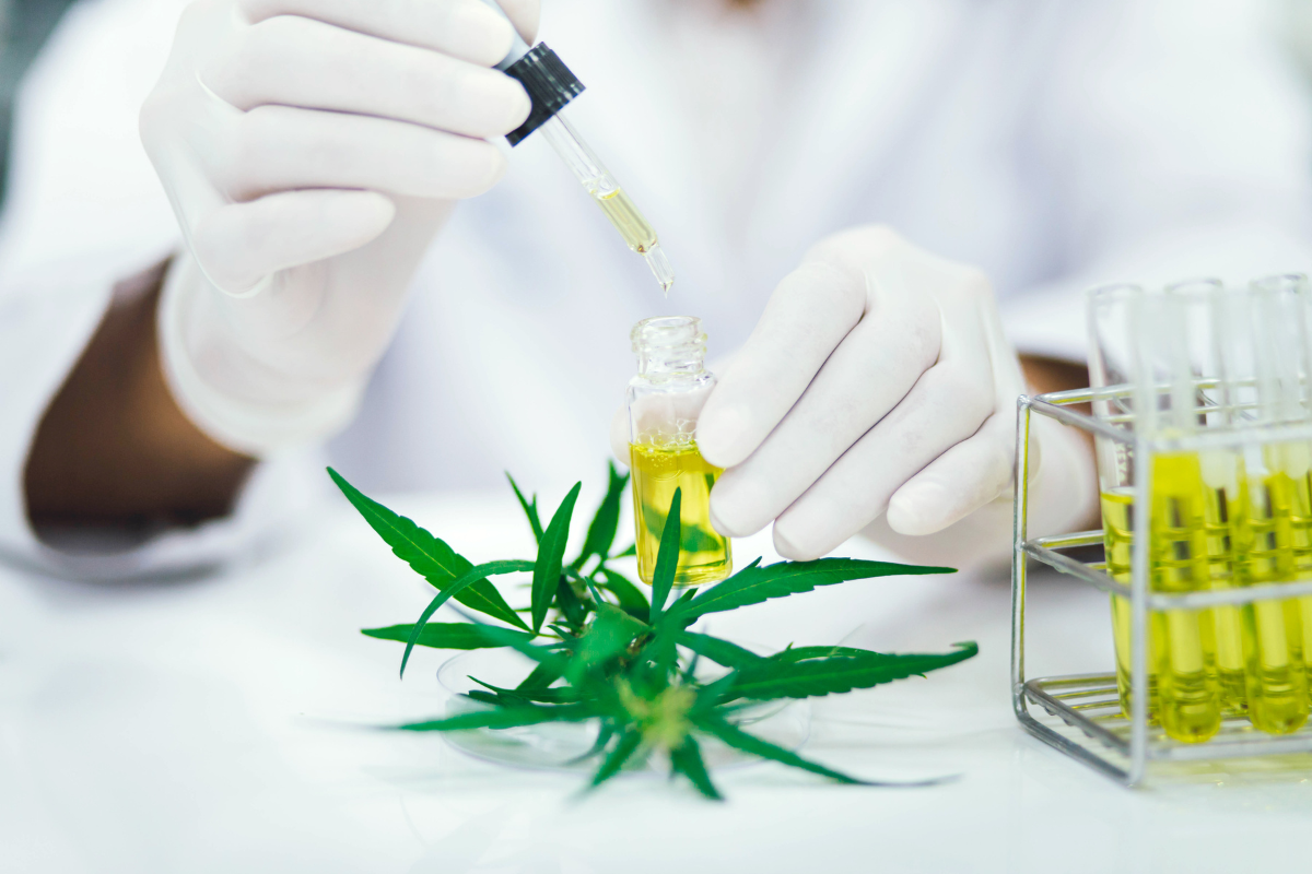 cannabis leaves and flowers on a table as scientist conducts lab experiments