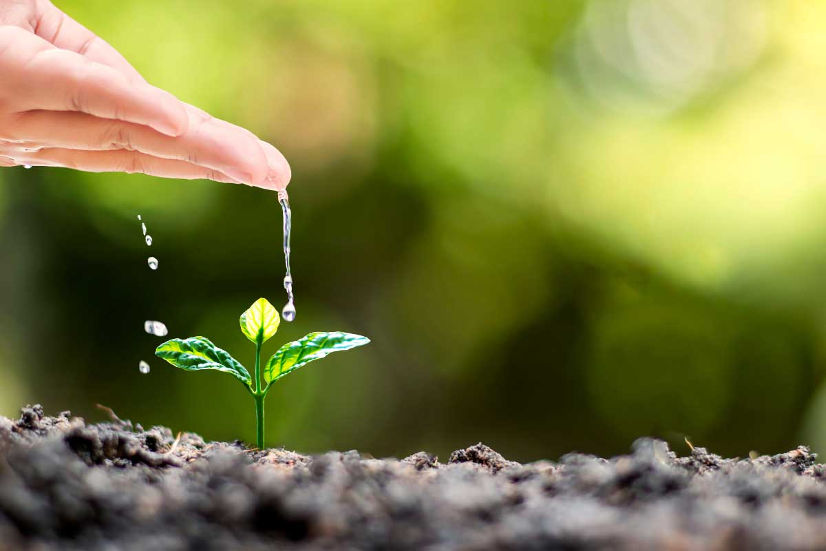 hand watering plant in the soil