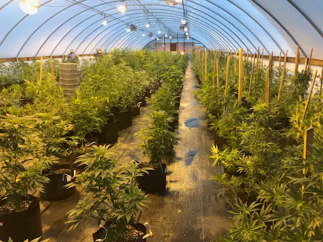 Copoeia Wellness Kentucky Hemp Farm Indoor grow