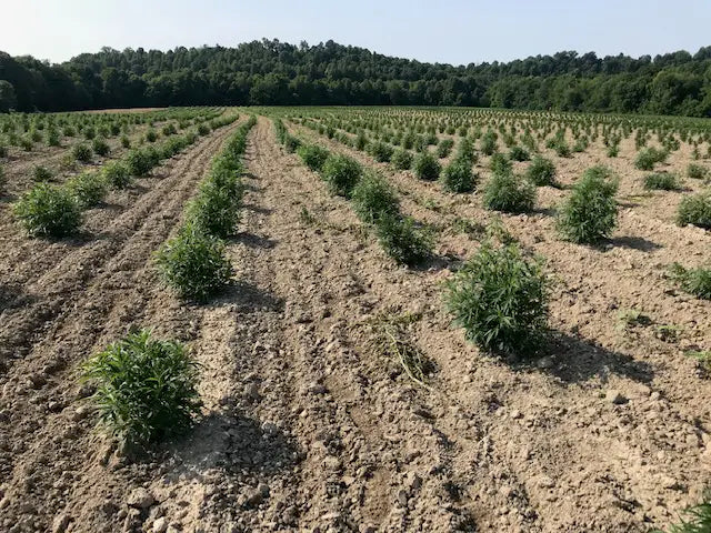 Copoeia Wellness Kentucky Hemp Farm outdoor planting